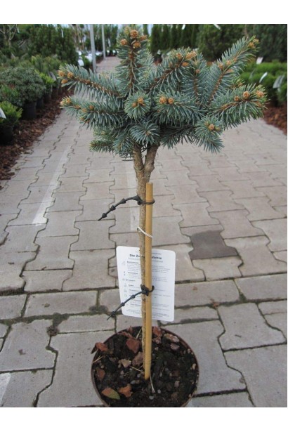 Picea pungens Glauca Globosa on shtamb 